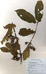 Oxyanthus latifolius