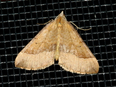 Anachloris subochraria