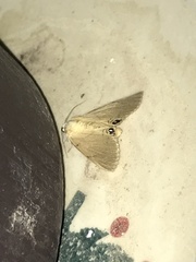 Litoprosopus coachella