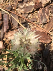 Taraxacum