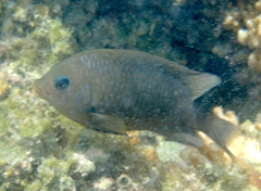 Stegastes rectifraenum