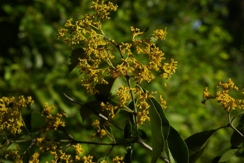 Hippocratea