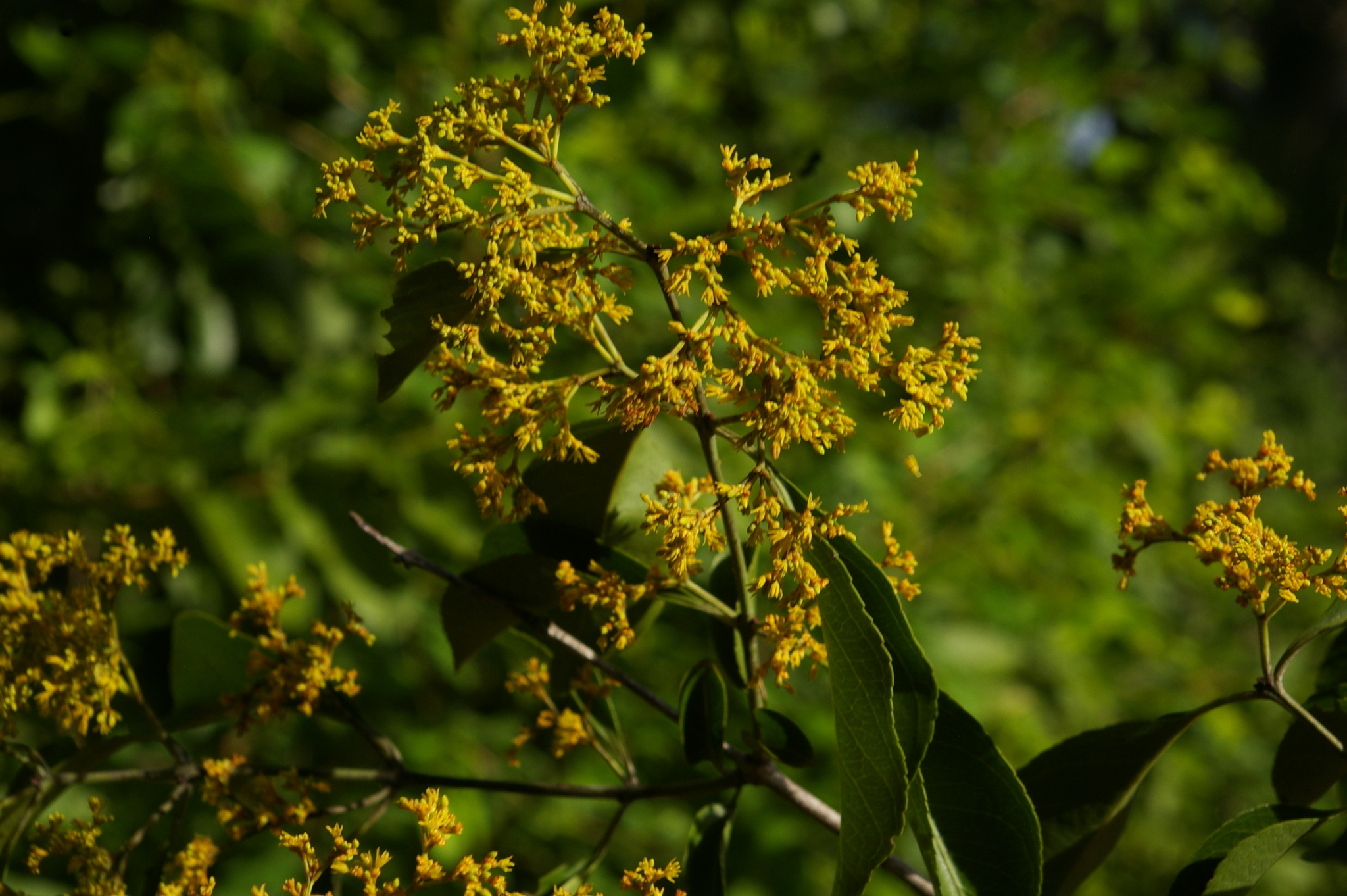Hippocratea