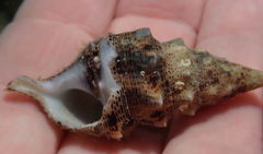 Cerithium maculosum
