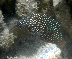 Canthigaster punctatissima