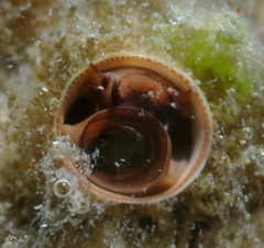 Vermetoidea