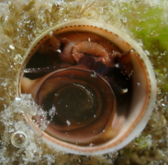 Vermetoidea