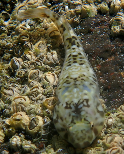 Cortez clingfish (Tomicodon boehlkei) — Gobiesocidae