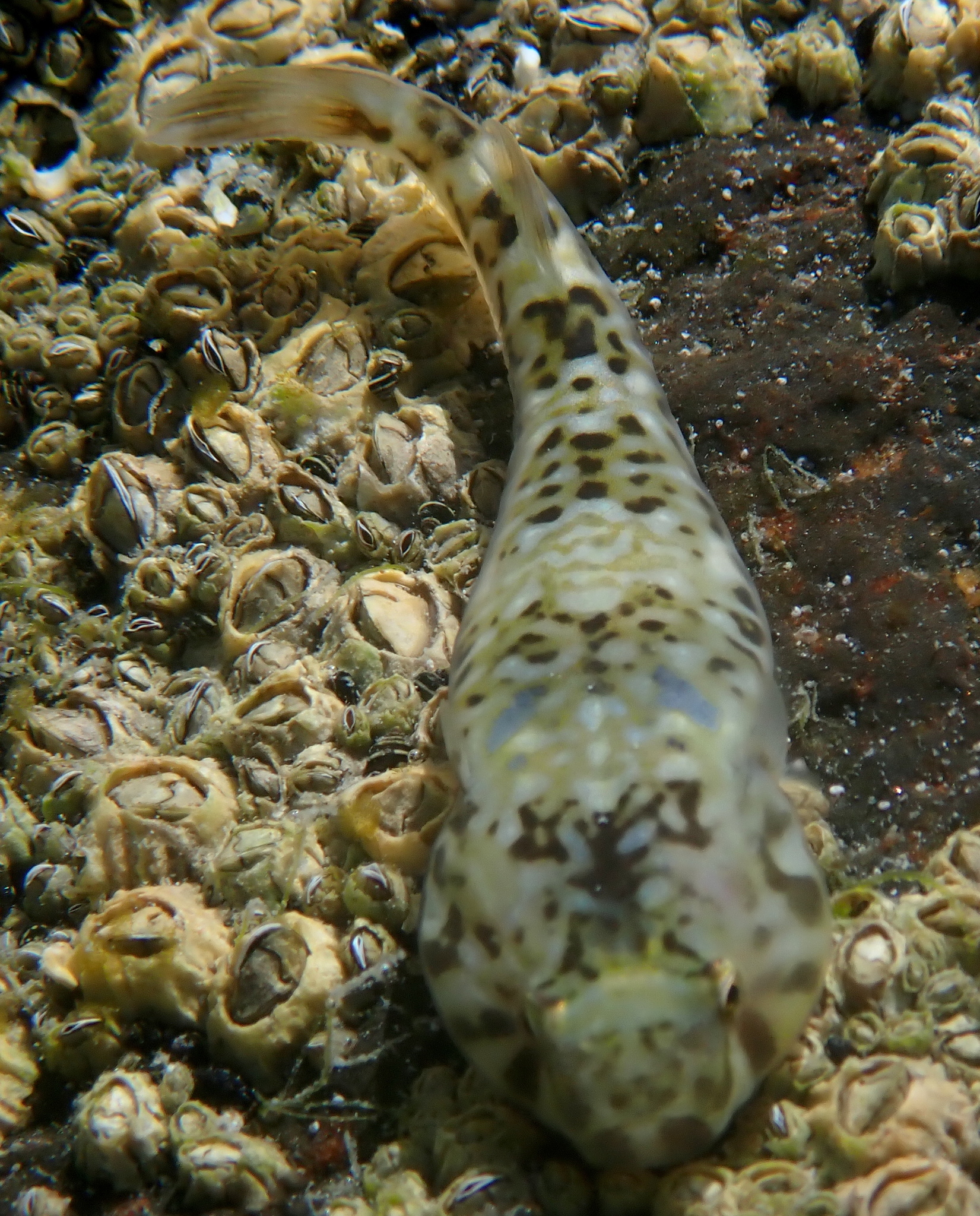Cortez Clingfish photo 7