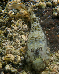Cortez Clingfish photo 3