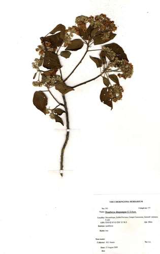 large-leaved wildpear (Dombeya shupangae)