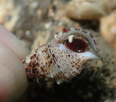 Cerithium maculosum
