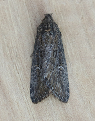 Condica mersa