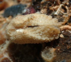 Acar bailyi