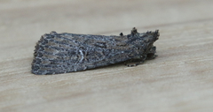 Condica mersa