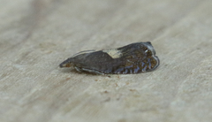 Dichrorampha simulana
