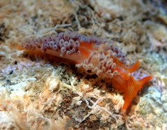 Image of Phidiana lascrucensis