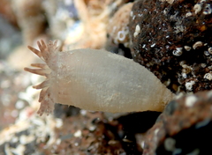Telmatactis panamensis