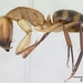 Camponotus conspicuus zonatus - Photo (c) 
April Nobile, algunos derechos reservados (CC BY)
