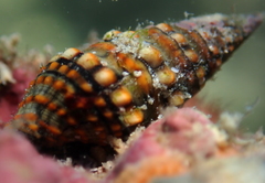 Pilsbryspira nymphia