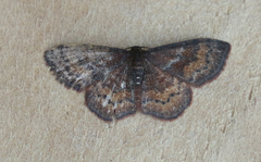 Leptostales rubromarginaria