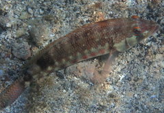 Serranus psittacinus
