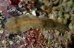 Enchiridium punctatum