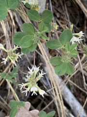 Trifolium breweri
