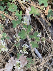 Trifolium breweri