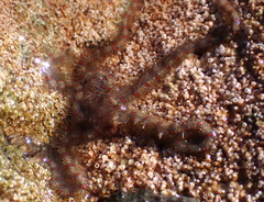 Ophiothrix spiculata image
