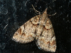 Microdes diplodonta