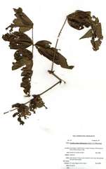 Zanthoxylum holtzianum