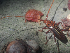 Chydarteres striatus