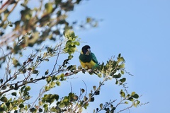 Barnardius zonarius zonarius