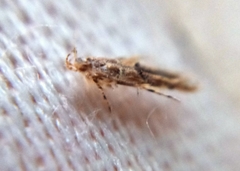 Anatrachyntis