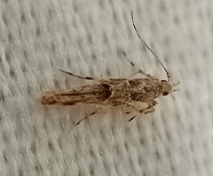 Anatrachyntis
