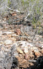 Drymodes brunneopygia