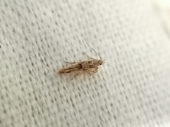 Anatrachyntis