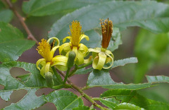 Grewia caffra