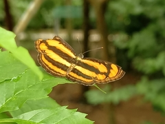 Pantoporia paraka
