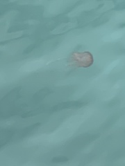 Chrysaora pacifica
