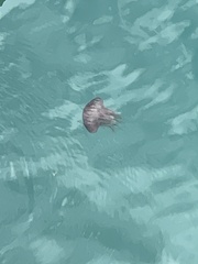 Chrysaora pacifica