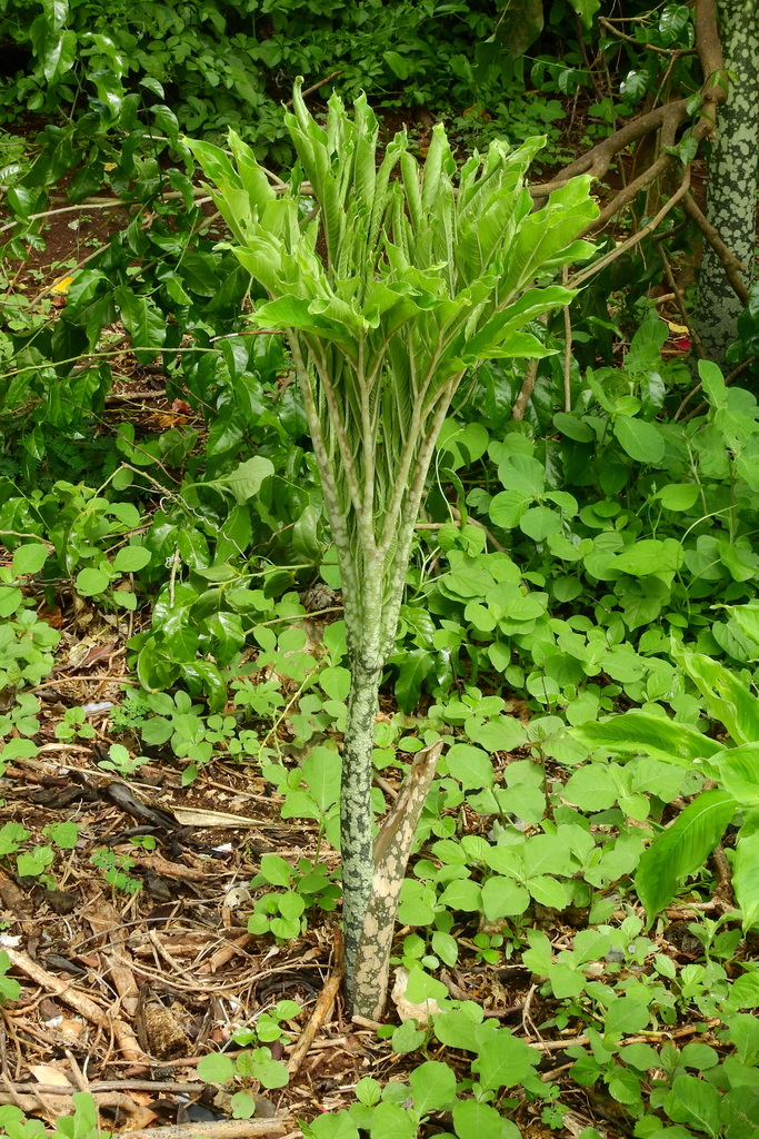 Amorphophallus paeoniifolius, Badung Regency, Bali, Indonesia