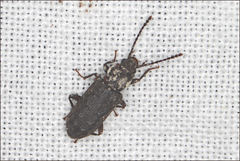 Ulodidae