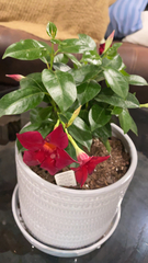 Magnoliopsida