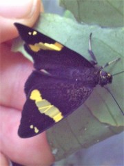 Celaenorrhinus vietnamicus