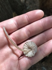 Mycena alcalina