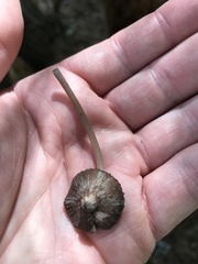 Mycena alcalina