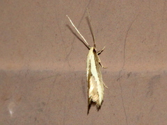 Opogona stenocraspeda
