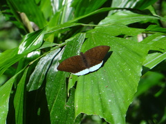 Tanaecia julii odilina